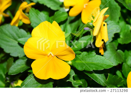 Yellow pansy Yellow pansy 27113298