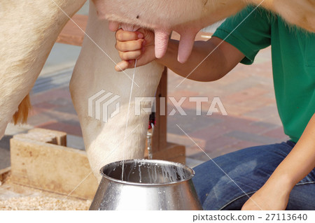 母牛的母乳喂養 母牛的母乳喂養 27113640