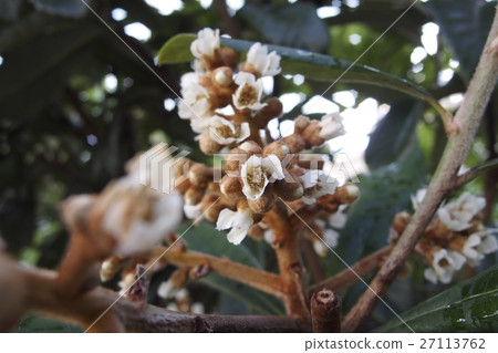Flower of loquat 27113762