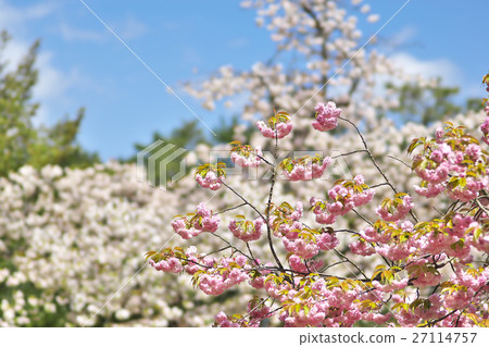 京都花園的Yaezakura 27114757