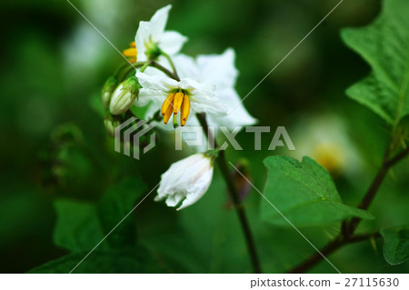 核桃Vi的花 核桃Vi的花 27115630