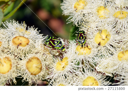 Australian Fiddler Beetles on gumtree blossoms 27115800