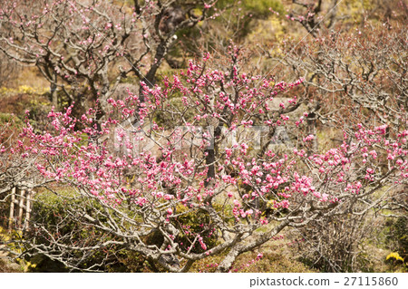 Early spring plum blossoms in full bloom Early spring plum blossoms in full bloom 27115860