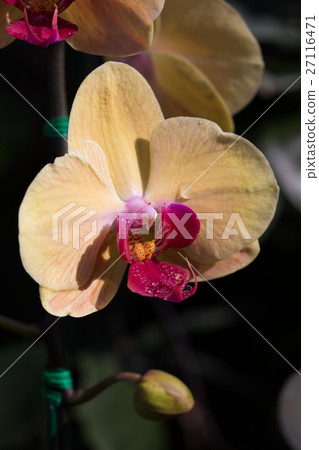 beautiful orchid flower in garden beautiful orchid flower in garden 27116471