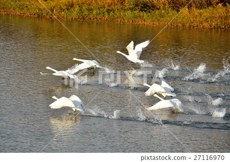 Swan 27116970