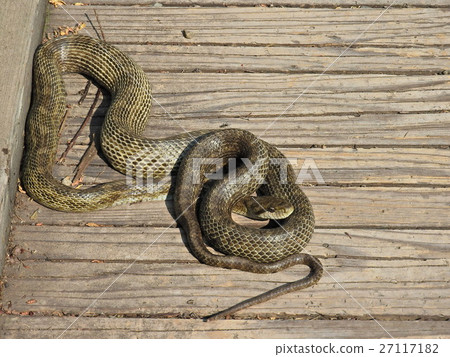 Ao daiso（2016年5月福井縣大野市） 27117182