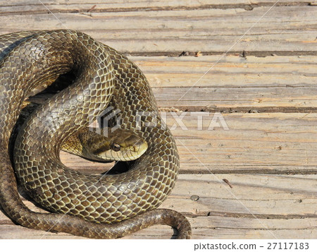 Ao daiso（2016年5月福井縣大野市） 27117183