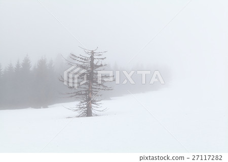 dry tree in snow and dense fog dry tree in snow and dense fog 27117282