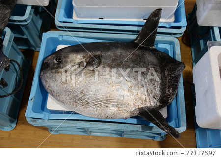 Sunfish fish fishing port market fresh seafood seafood ingredients fishing fishery Toyama Takaoka Hokuriku Sunfish fish fishing port market fresh seafood seafood ingredients fishing fishery Toyama Takaoka Hokuriku 27117597
