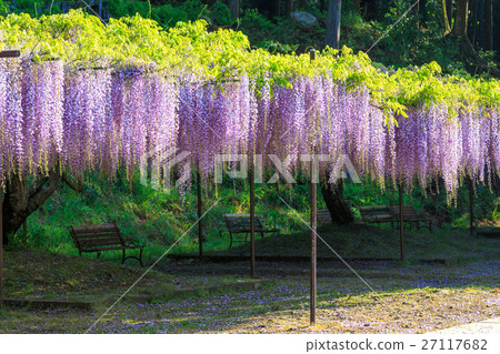 Wisteria trellis 27117682