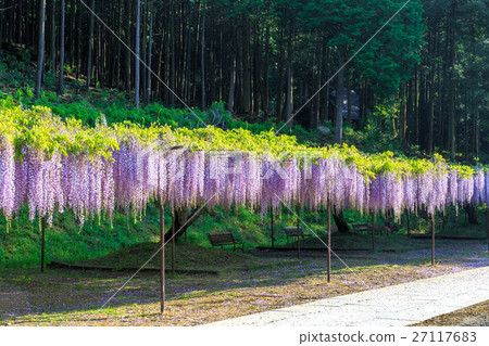 Wisteria trellis 27117683