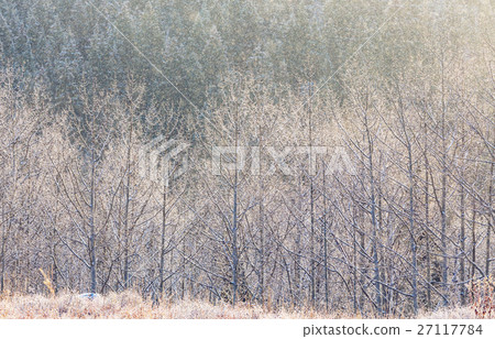 Winter forest.Instagram filter Winter forest.Instagram filter 27117784