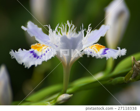 Shaga white flower 27118338