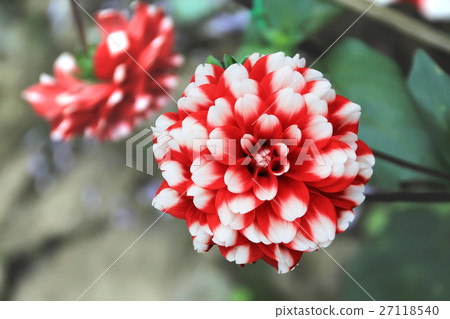 Red flower - Dahlia Red flower - Dahlia 27118540