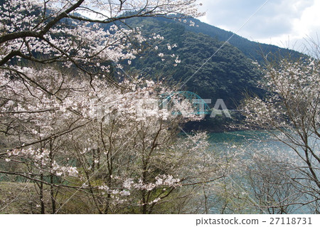 在市政大壩的櫻花 在市政大壩的櫻花 27118731