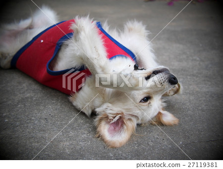 young cute lovely happy crossbreed puppy dog 27119381