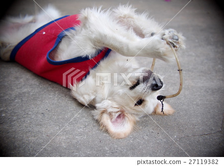 young cute lovely happy crossbreed puppy dog young cute lovely happy crossbreed puppy dog 27119382