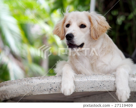 young cute lovely happy crossbreed puppy dog 27119409