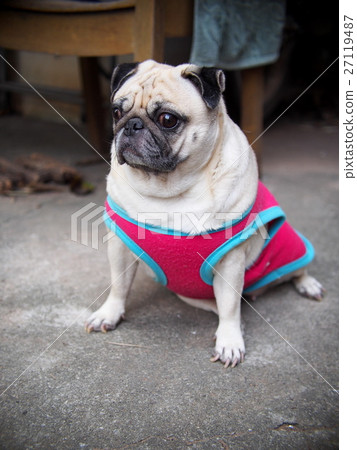 small white fat lovely handsome cute pug dog small white fat lovely handsome cute pug dog 27119487