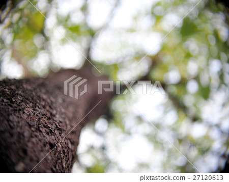 blur picture shallow DoF photo of tropical plant blur picture shallow DoF photo of tropical plant 27120813