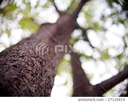 blur picture shallow DoF photo of tropical plant blur picture shallow DoF photo of tropical plant 27120814