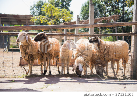Group of sheep in farm Group of sheep in farm 27121105