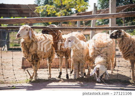 Group of sheep in farm Group of sheep in farm 27121106
