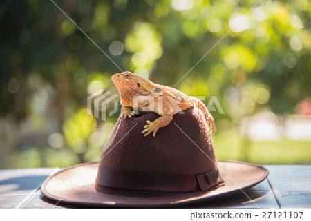 orange Iguana on hat orange Iguana on hat 27121107