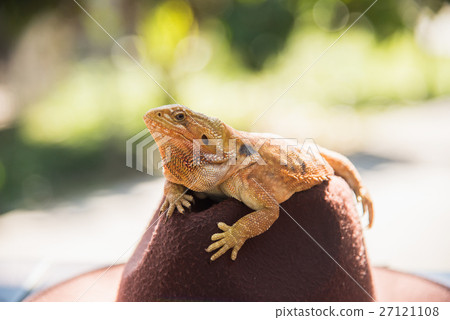 orange Iguana on hat orange Iguana on hat 27121108