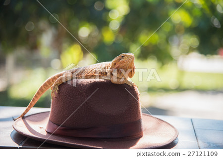 orange Iguana on hat orange Iguana on hat 27121109