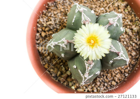 Flower of Star Cactus (Astrophytum Myriostigma) Flower of Star Cactus (Astrophytum Myriostigma) 27121133