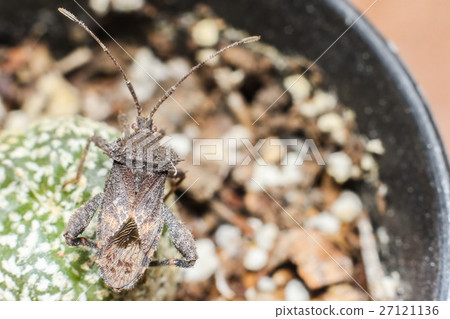 Leaf-footed bug, Coreidae. 27121136