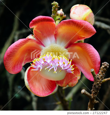 The flower of the sacred Bo tree.  27122247