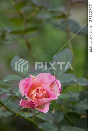 玫瑰 27122707