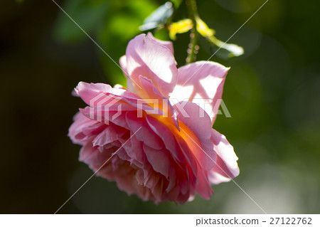 玫瑰 玫瑰 27122762