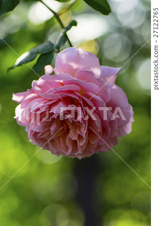 玫瑰 27122765