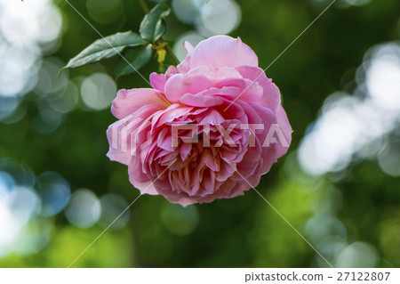 玫瑰 27122807