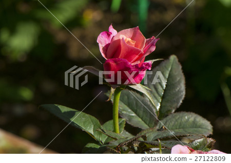 玫瑰 27122809