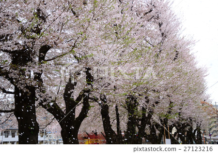 櫻花散射跳舞 27123216