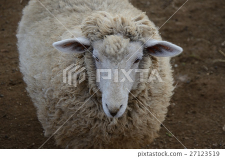 Sheep · sheep Sheep · sheep 27123519