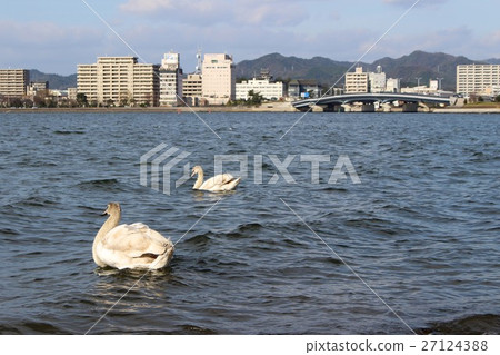 天鵝湖天鵝 天鵝湖天鵝 27124388
