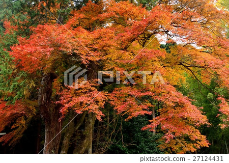 被破壞的谷Asakura廢墟Kasuga寺廟秋葉 27124431