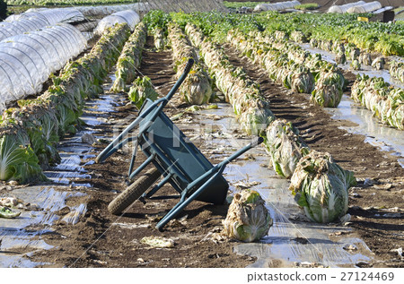 Winter cabbage field Winter cabbage field 27124469