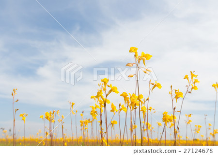 Wild flower, Utricularia bifida ,yellow flowers. 27124678