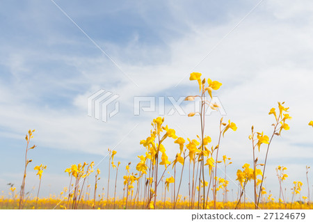 Wild flower, Utricularia bifida ,yellow flowers. 27124679