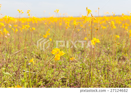 Wild flower, Utricularia bifida ,yellow flowers. Wild flower, Utricularia bifida ,yellow flowers. 27124682