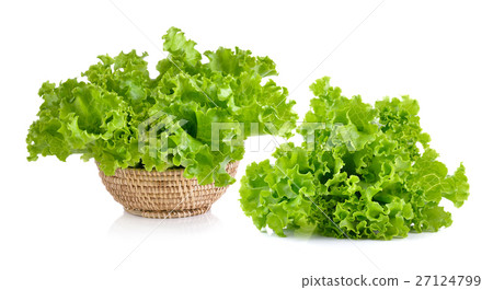 Fresh green lettuce in the basket 27124799
