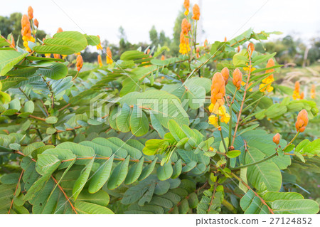 Ringworm bush or Candle bush is a herb,  27124852