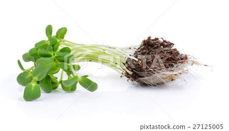 green young sunflower sprouts 27125005