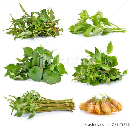 图库照片: fish mint, morning glory, celery, holy basil